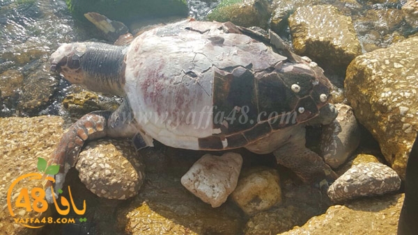 turtle motanah yaffj (1).jpg